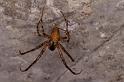 Meta_merianae_D5164_Z_89_Les Gris_Frankrijk